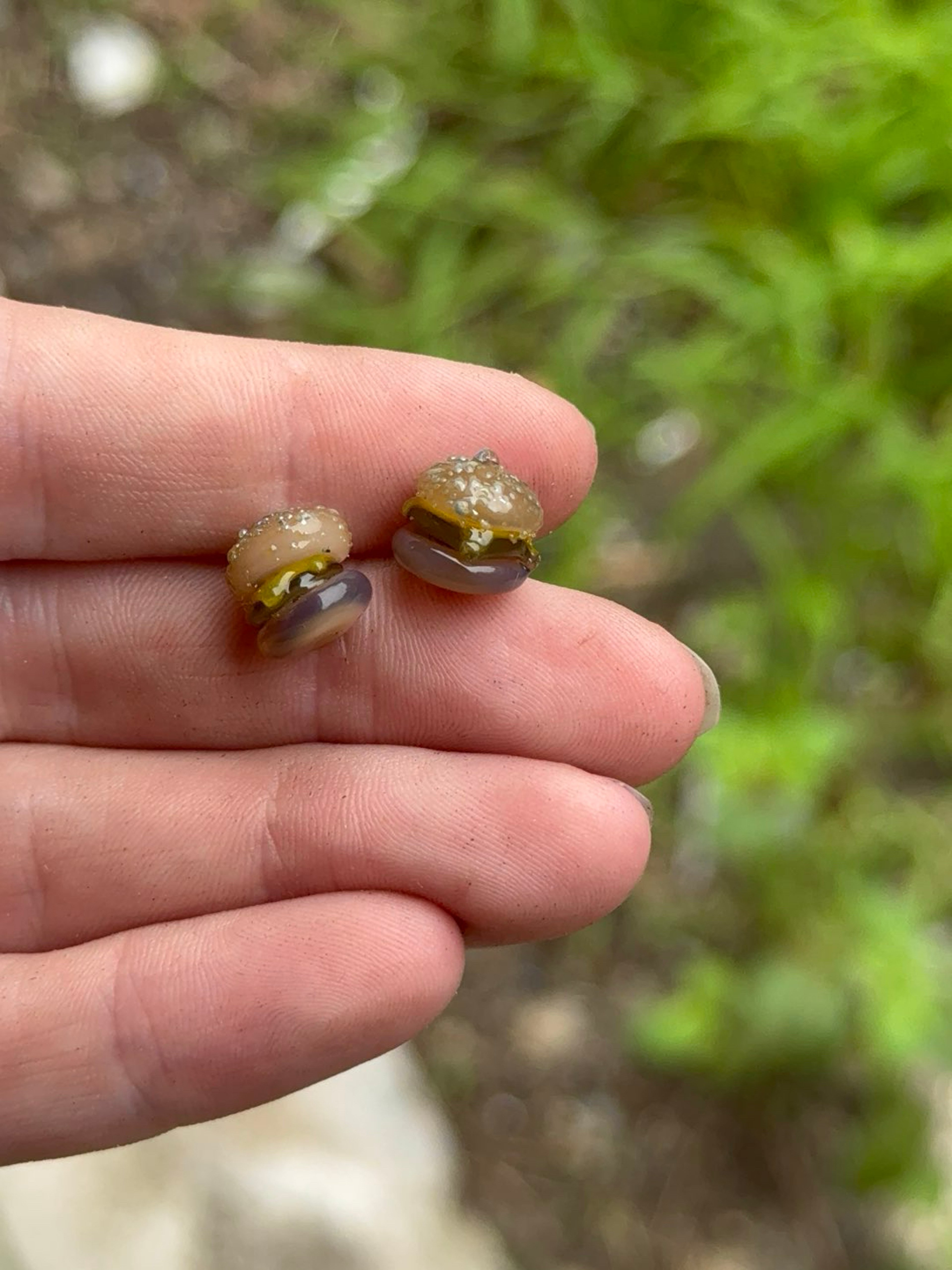 Preview pic of Cheese burger terp pearl