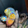 Small image 1