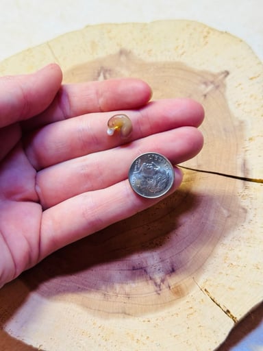 Preview pic of Fortune cookie terp pearl