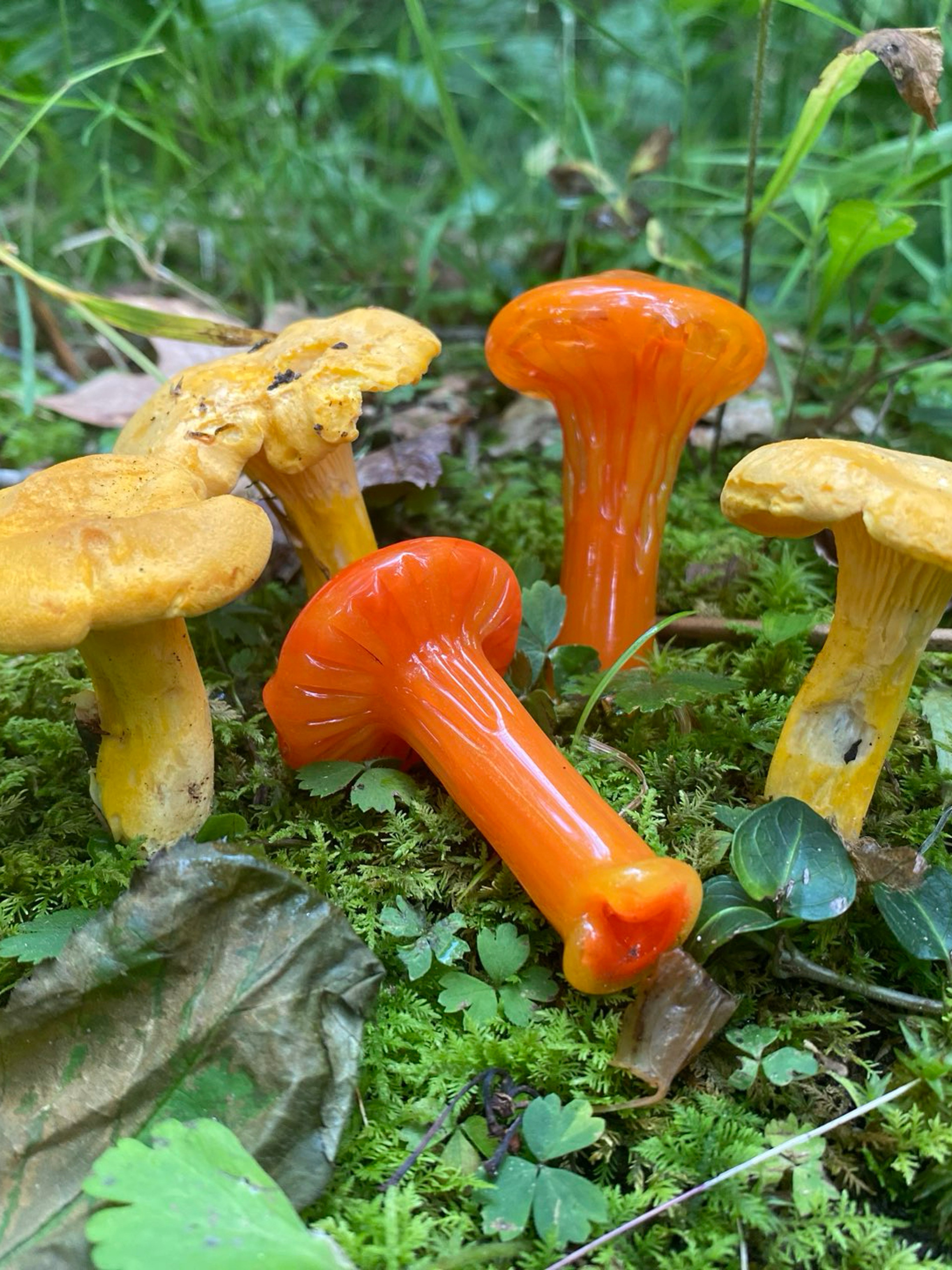 Chanterelle pivot tops image 0