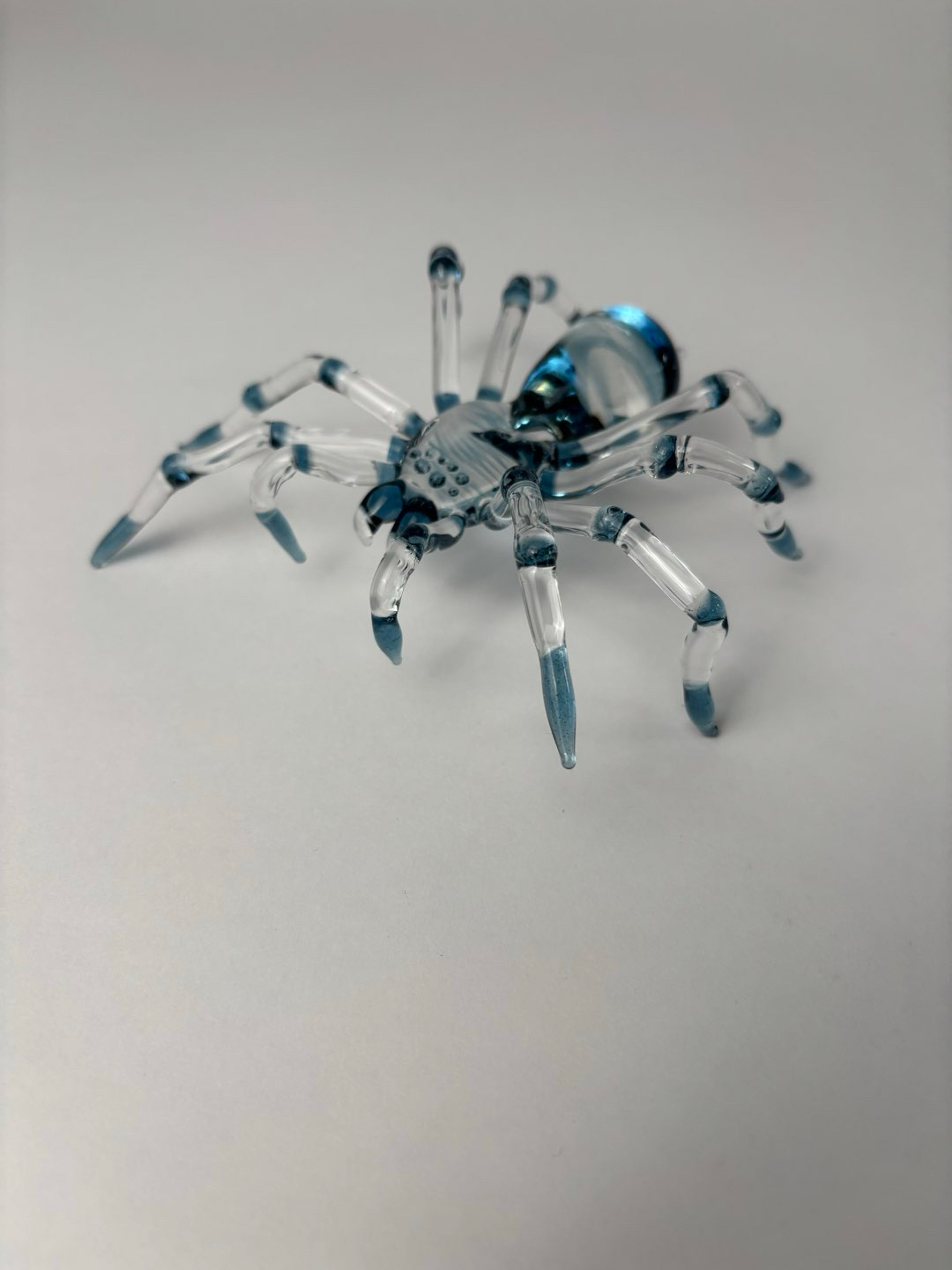 Preview pic of Blue Stardust tarantula
