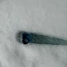 Small image 6