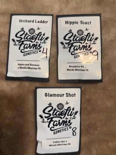 Preview pic of staefli farms genetics seeds