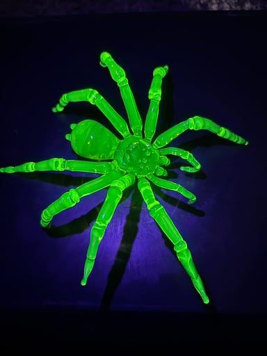 Preview pic of Illuminati tarantula