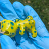 Small image 1