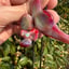 Small image 7