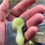 Small image 5