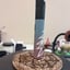 Small image 6