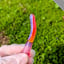 Small image 5