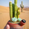 Small image 0