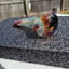 Small image 7