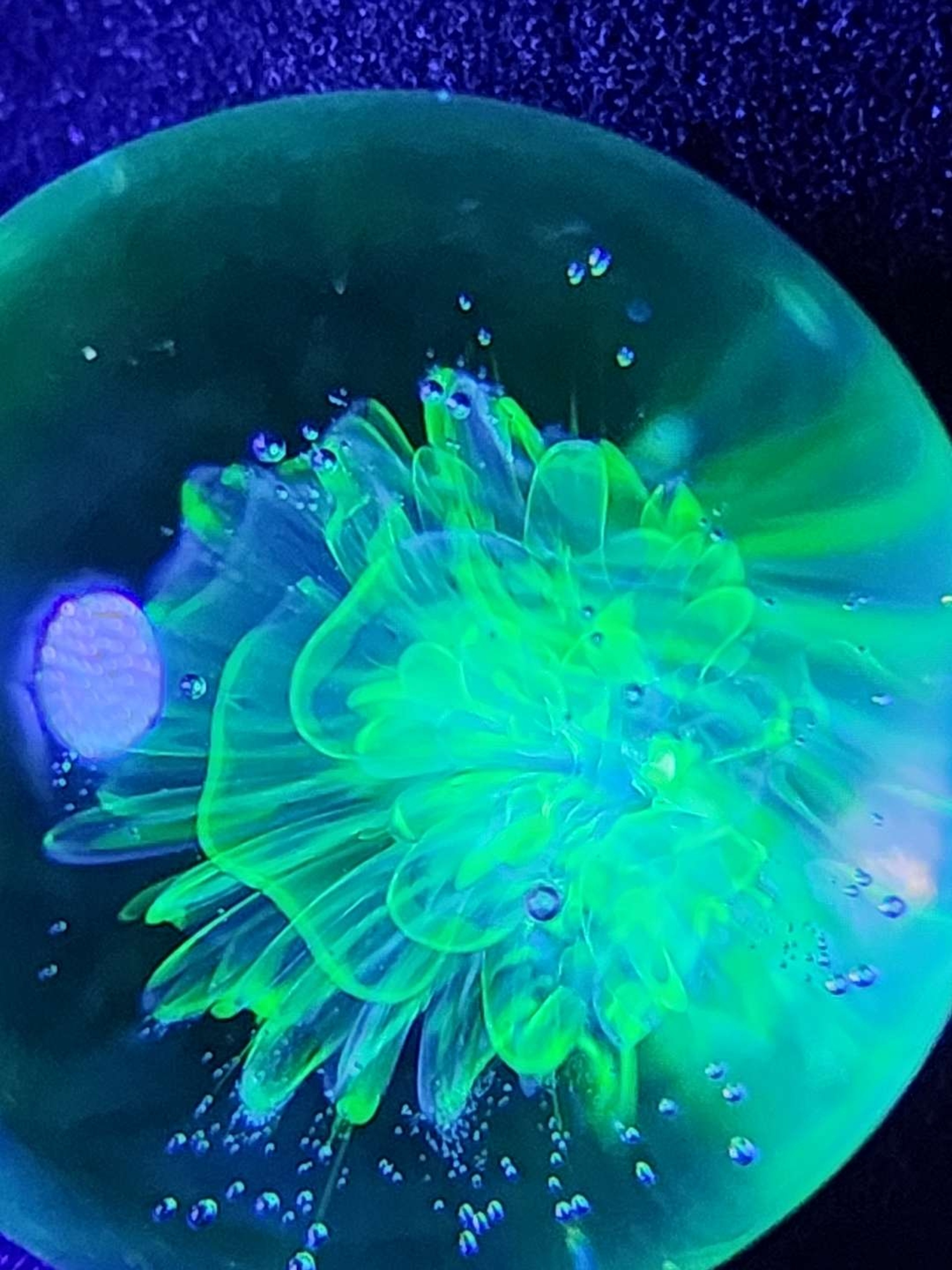Preview pic of Ghost uv flower tech