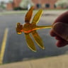 Small image 0