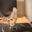 Small image 3