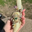 Small image 1