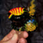 Small image 6
