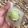 Small image 5