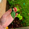 Small image 0