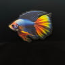 Small image 0
