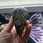 Small image 7