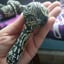 Small image 7