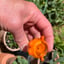 Small image 4