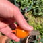 Small image 6