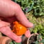 Small image 7