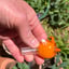 Small image 5