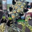 Small image 7