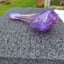 Small image 6