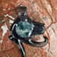 Small image 4