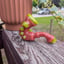 Small image 1