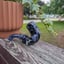 Small image 5