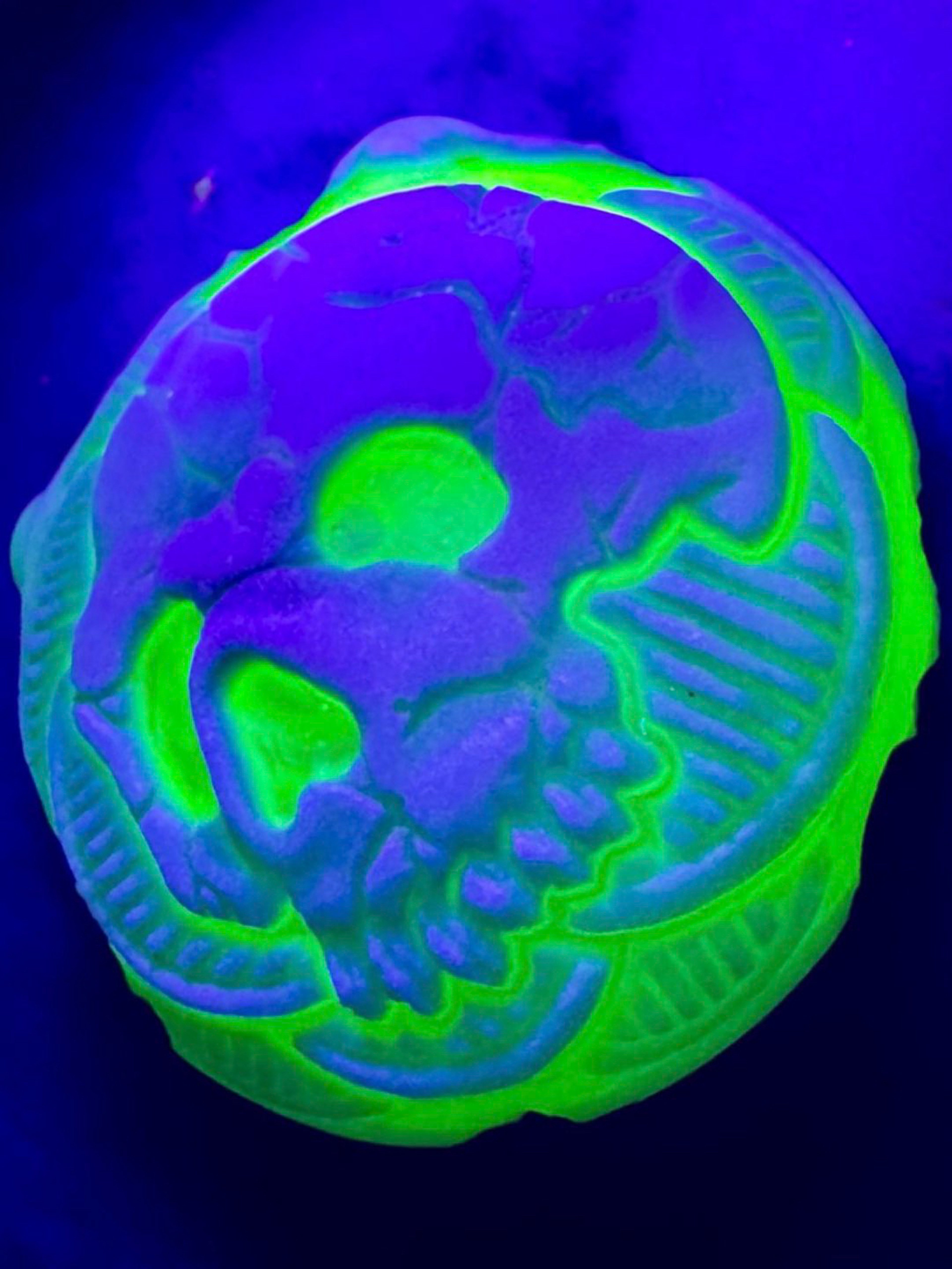 Rye Carved Skull backed in Illuminati image 0