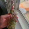 Small image 1