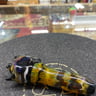 Small image 6