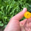 Small image 4