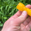 Small image 5