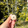 Small image 6