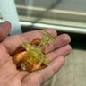 Small image 0