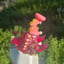 Small image 5