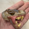 Small image 0