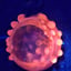 Small image 7