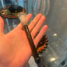Small image 5