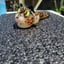 Small image 3