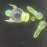 Small image 6