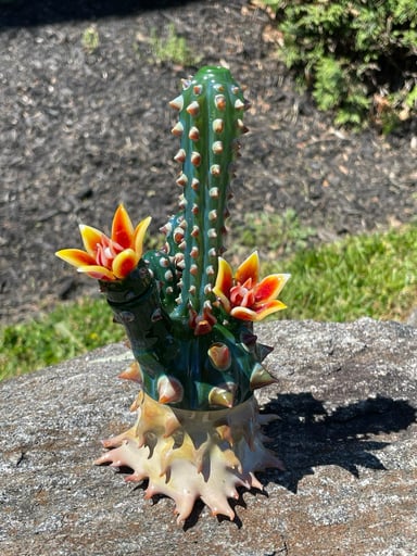 Preview pic of Unparalleled Rooted Baby Chaiactubus