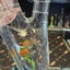 Small image 6