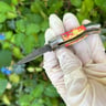 Small image 4